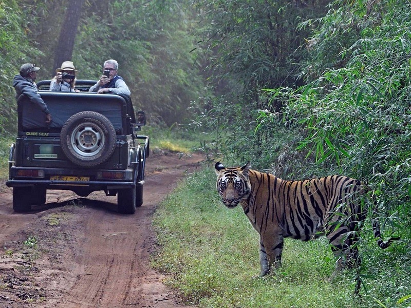 Tiger Safari