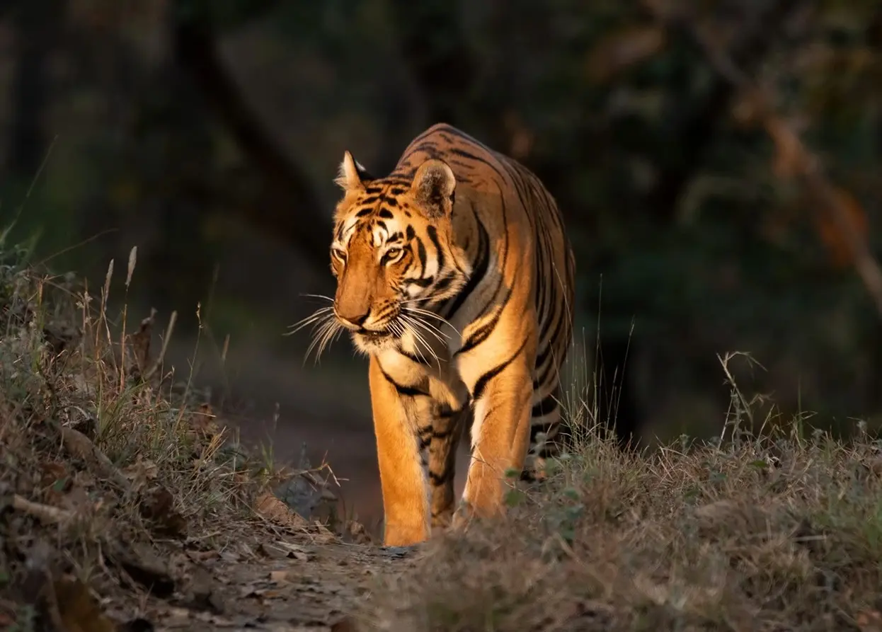 Tiger Safari