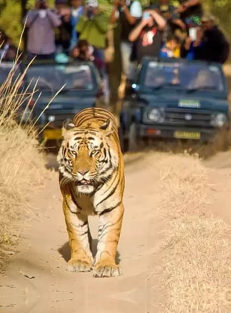 Satpura Tiger Safari