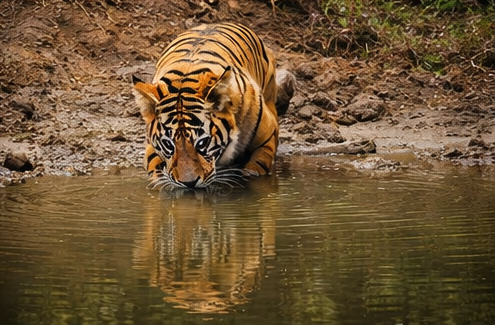 4 Nights and 5 Days Tour Package Of Satpura National Park