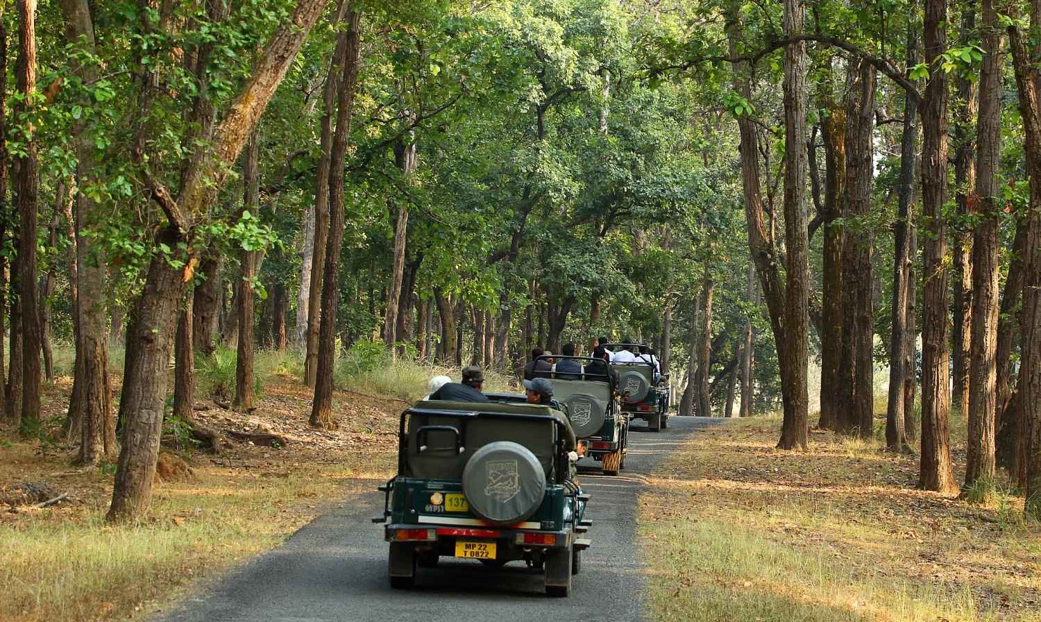 A Guide to Satpura National Park Online Booking