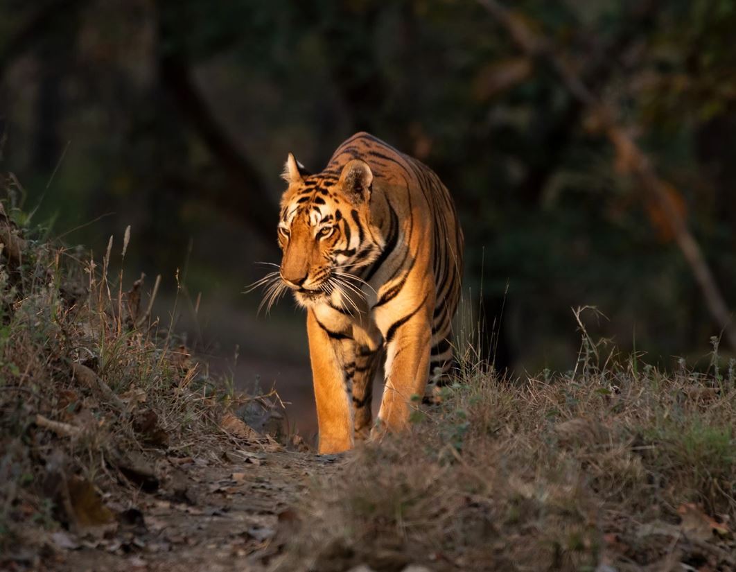 When Matters Most While Planning Satpura Jungle Safari