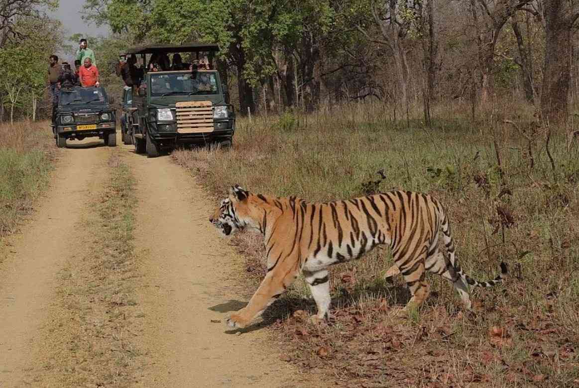 When To Do Jeep Booking In Satpura And Why It’s Worth It