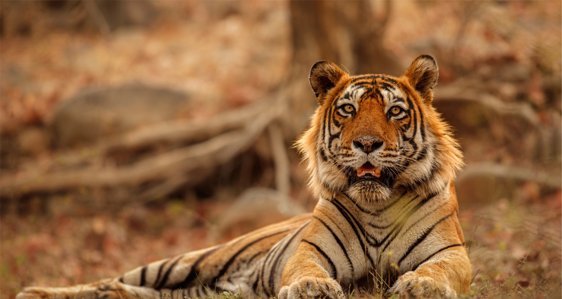 Arrival at Satpura and Evening Jeep Safari
