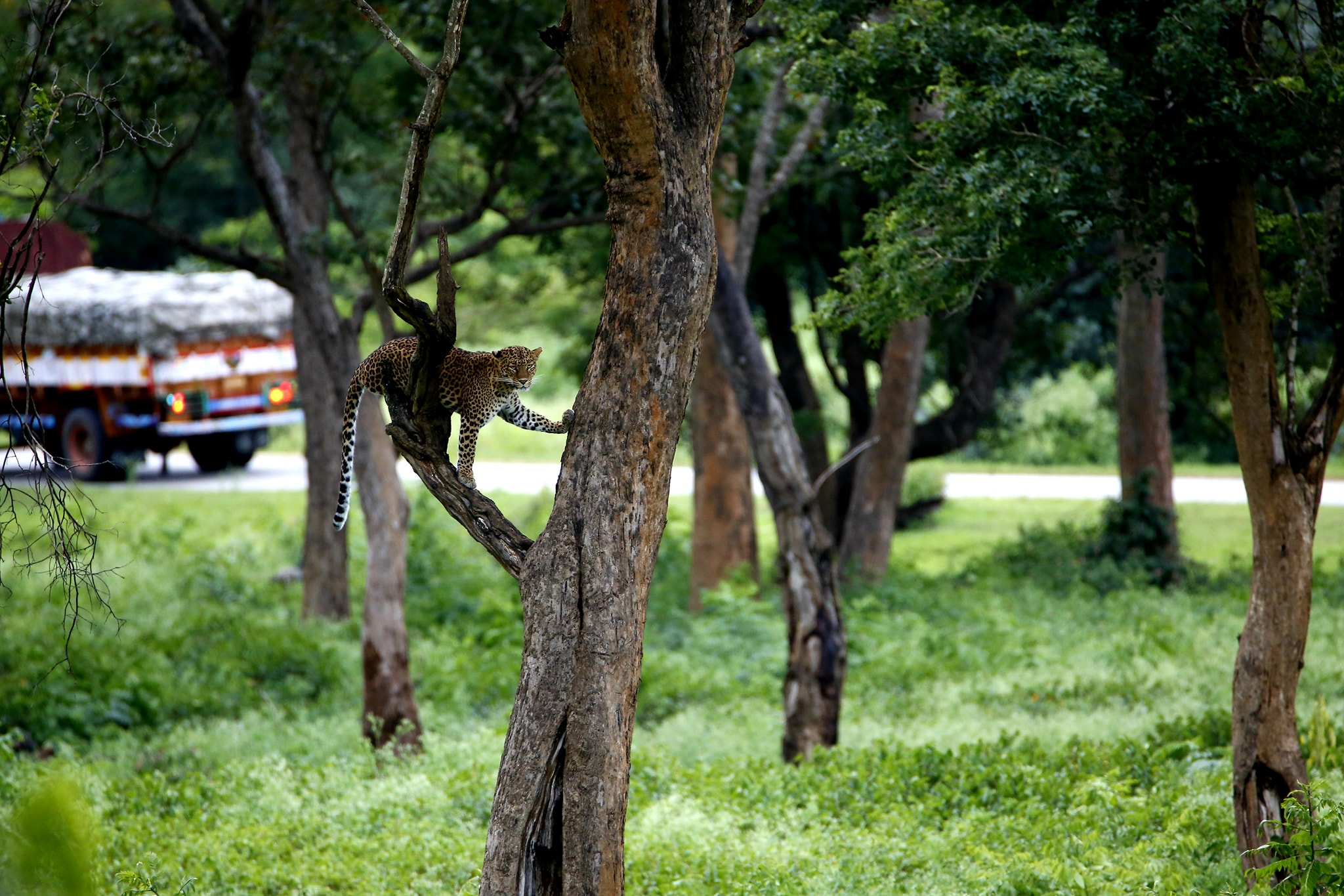 Morning Safari and Departure